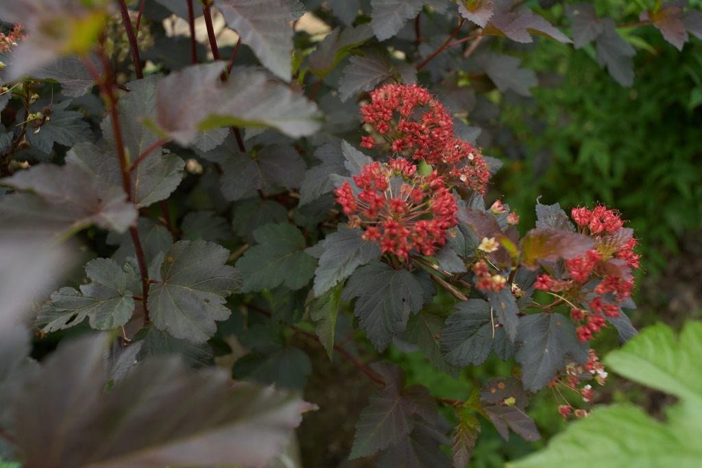 架空の店 手しごとを結ぶ庭